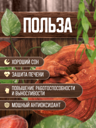 Экстракт Рейши (Ganoderma lucidum) гриб трутовик лакированный 120 капсул