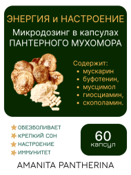 Микродозинг пантерного мухомора 60 капс по 0,5-0,6 гр