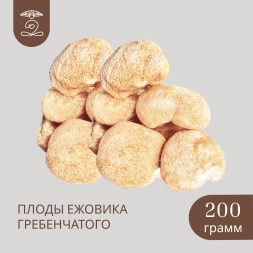 Плоды целые Дикорастущего ЕЖОВИКА Гребенчатого 200 грамм